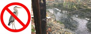 Taut wires work as an effective heron deterrent